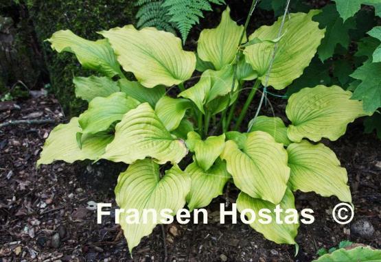 Hosta Sherlock